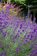 lavender-hidcote-scented-herbs-renee-s-garden