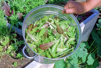 Baby Mesclun Lettuces - Cut and Come Again