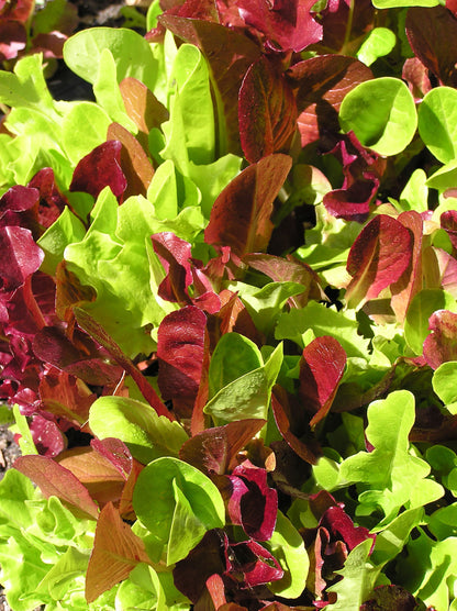 Farmers Market Blend - Sweet Greens & Reds