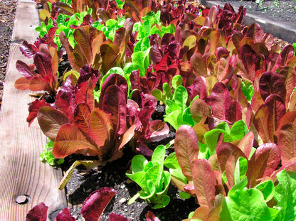 Farmers Market Blend - Sweet Greens & Reds