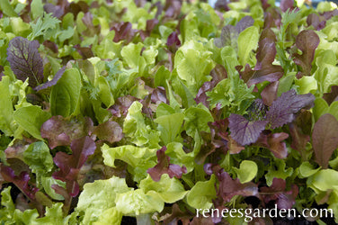 Wine Country Mesclun
