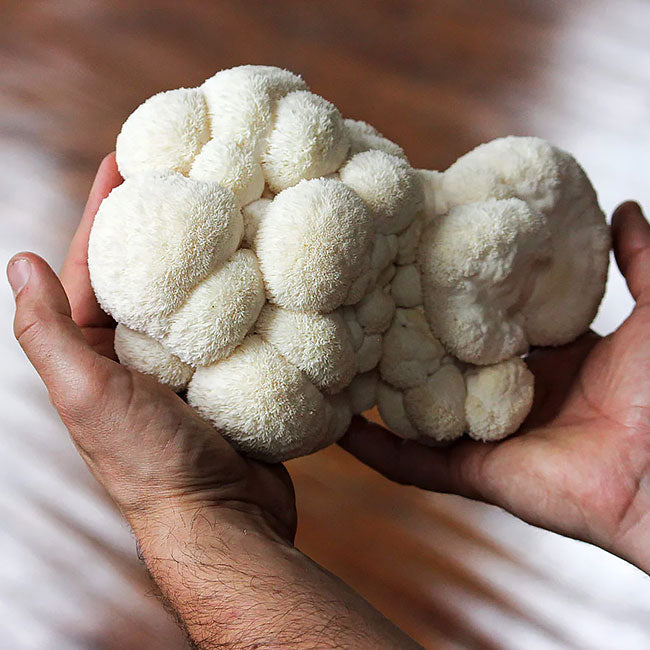 thumbnail image 2 of Inbloom Organic Lion's Mane Mushroom Growing Kit - 4 Lb Double-Side Growth For Home Harvest 2 of 5