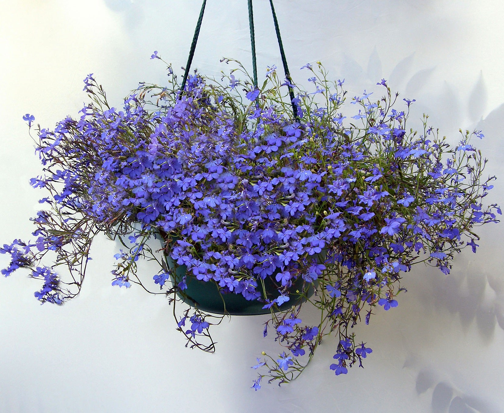 Blue Heaven' Windowbox Lobelia – Renee's Garden