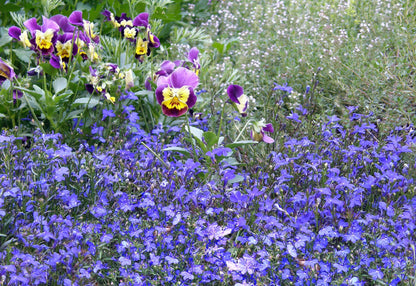 Windowbox Lobelia - Blue Heaven