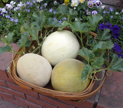 Galia, Honeydew & Cantaloupe