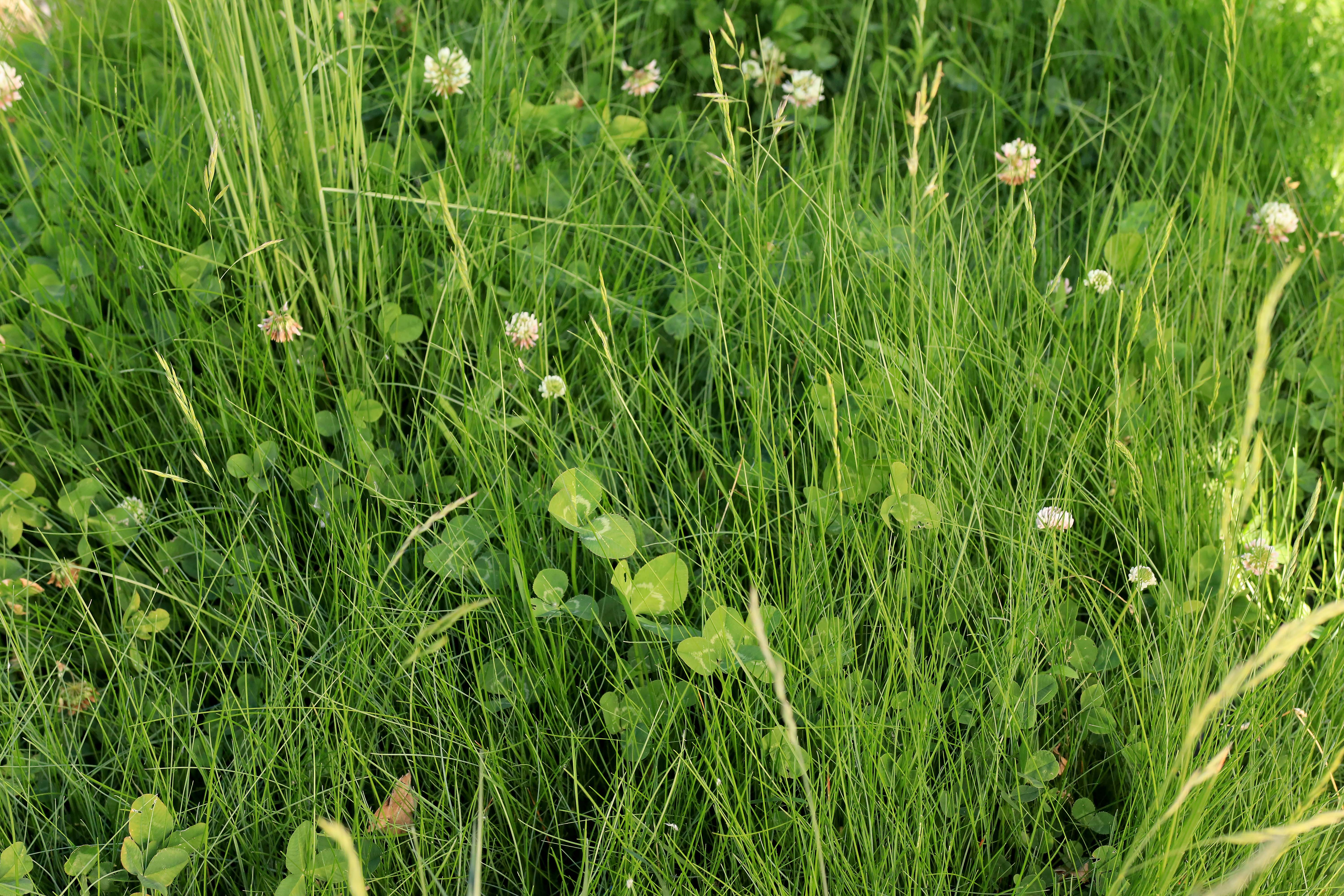 White Seed - Flawn Kid, Lawn Clover Flowers | Minnesota