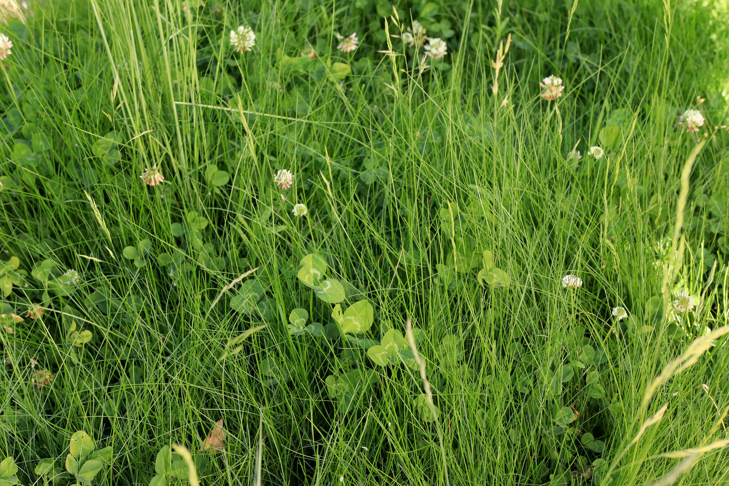 Microclover Fescue