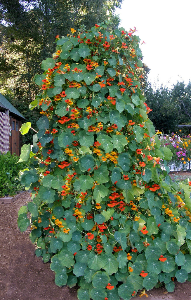 'Climbing Phoenix' Heirloom Nasturtiums Renee's Garden Seeds