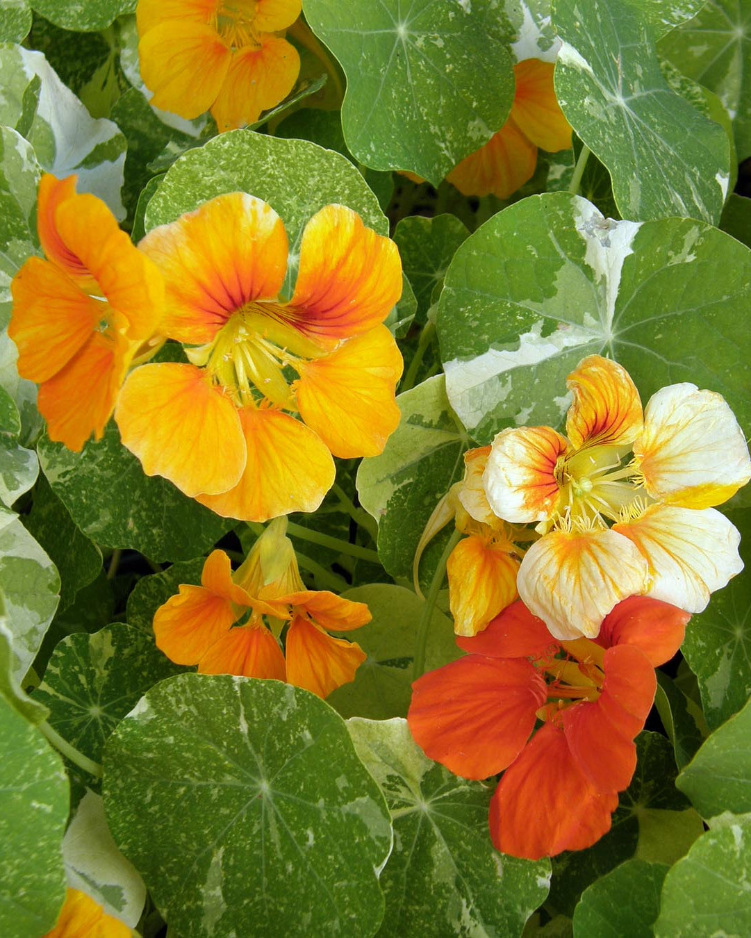 renee's garden nasturtium seeds Renee's Garden Nasturtium Alaska Mix (Heirloom)