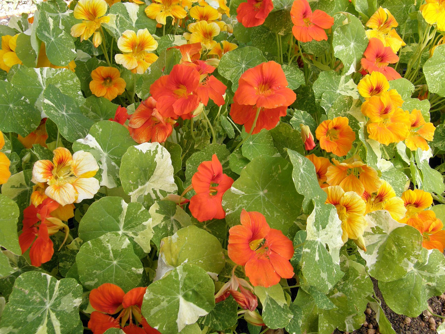 Heirloom Nasturtiums - Alaska Mix