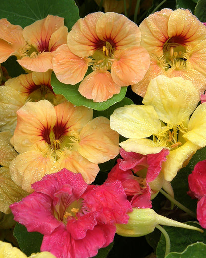 Nasturtiums - Aloha Mix - Hummingbird Nasturtiums