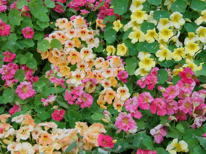 Nasturtiums - Aloha Mix - Hummingbird Nasturtiums