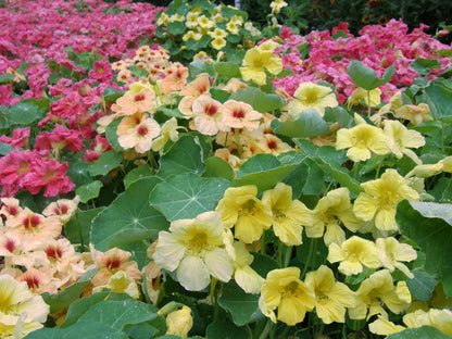 Nasturtiums - Aloha Mix - Hummingbird Nasturtiums