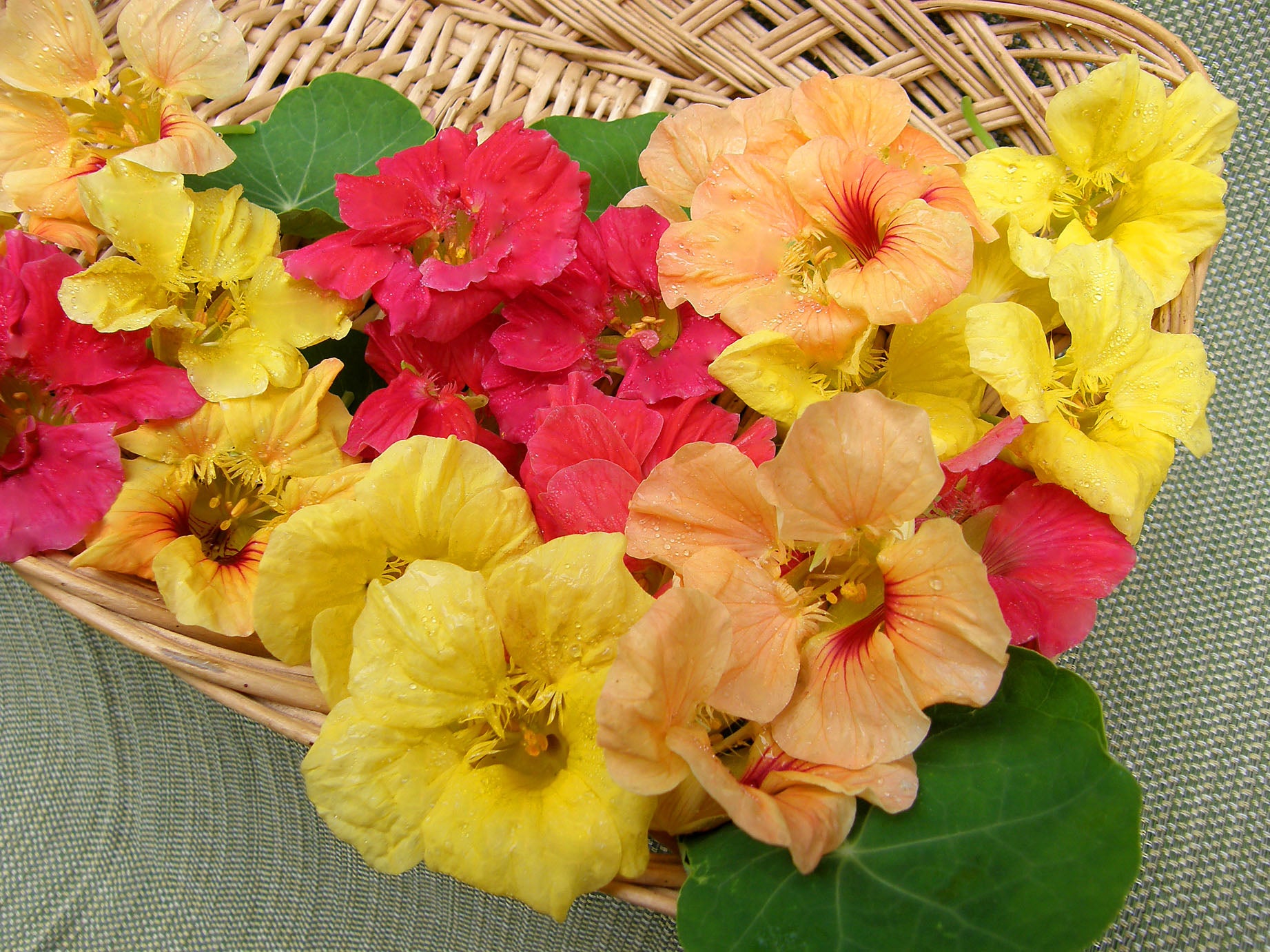 フラワー・ガーデニング invisible ink MEX Hummingbird Haven Flower Mix Seed Shaker – Botanical Interests