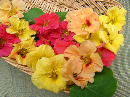 Nasturtiums - Aloha Mix - Hummingbird Nasturtiums