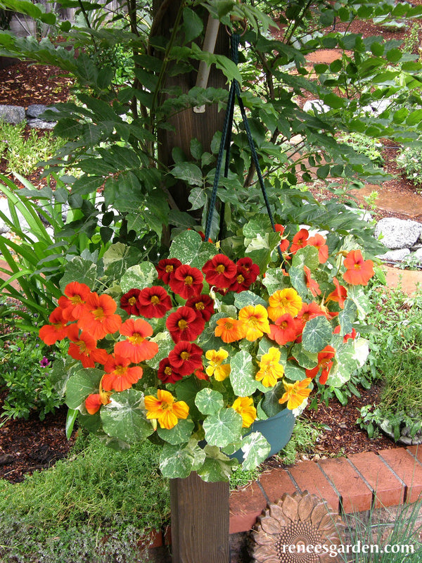 'Little Firebirds' Hanging Basket Nasturtiums Renee's Garden Seeds