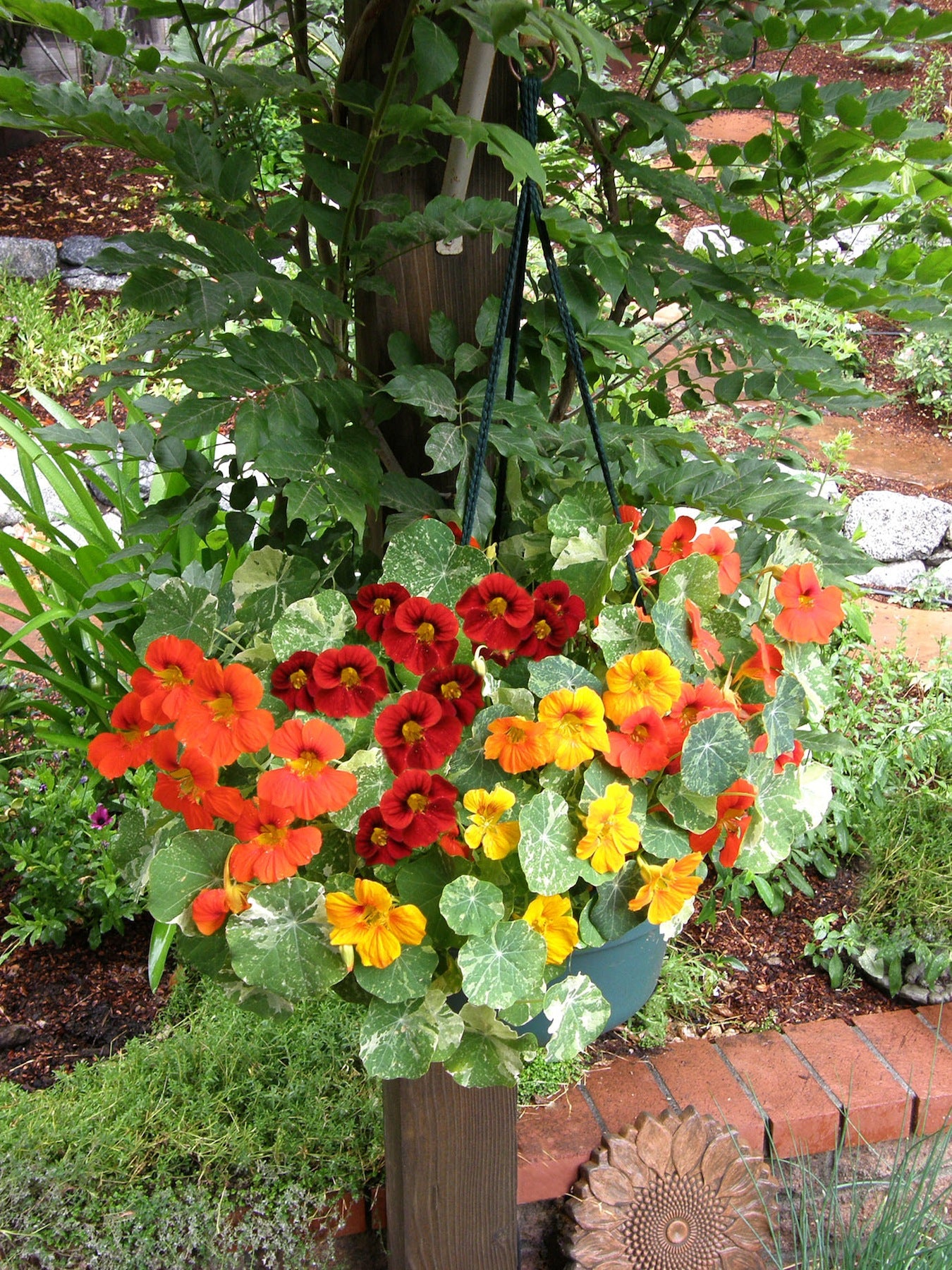nasturtium hanging plant Renee's Garden Hanging Basket Nasturtiums Little Firebirds Seeds