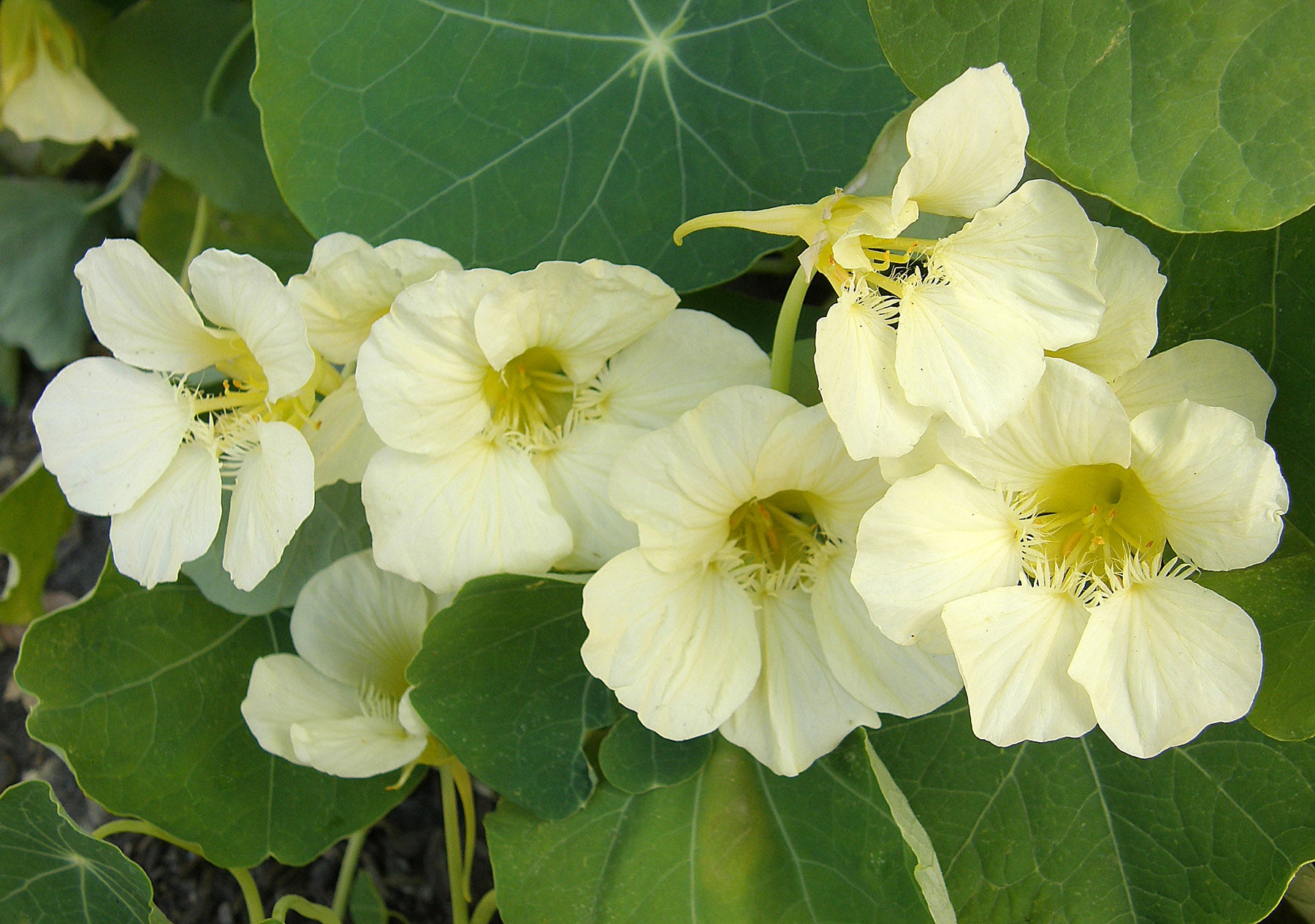 Nasturtiums – Renee's Garden