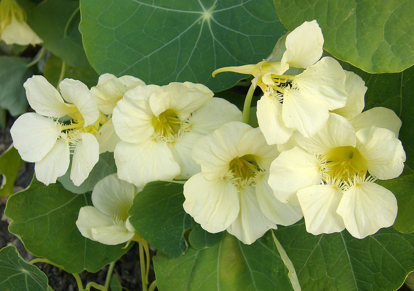 Mounding Nasturtiums - Buttercream