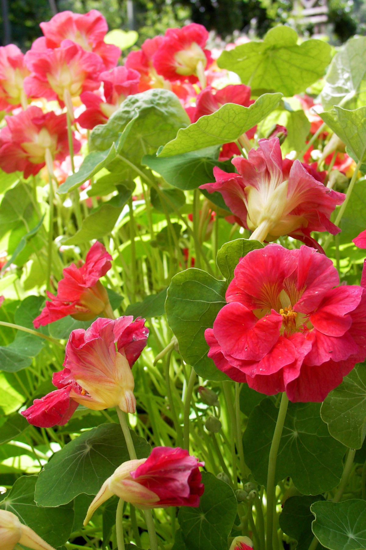 renee's garden nasturtium seeds Renee's Garden 'Cherries Jubilee' Mounding Nasturtium Seed
