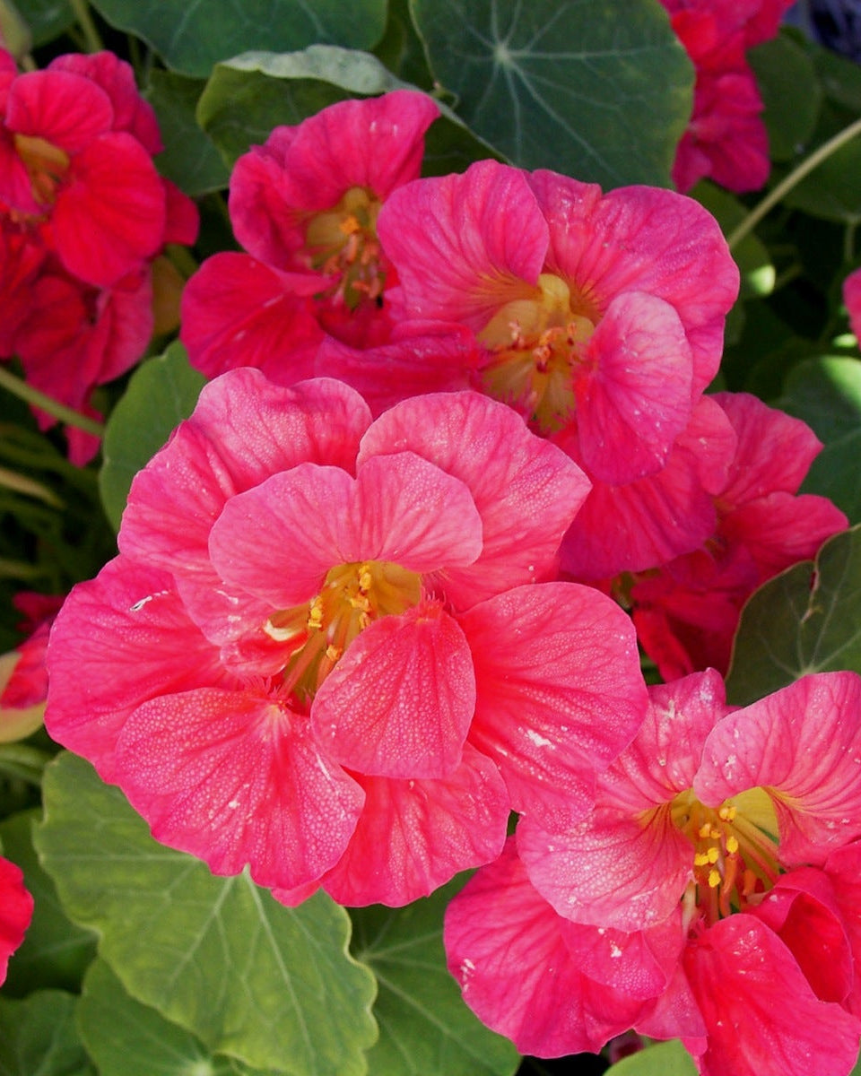 Cherries Jubilee' Mounding Nasturtiums – Renee's Garden