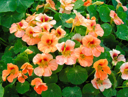 Nasturtiums - Creamsicle - Hummingbird Nasturtiums
