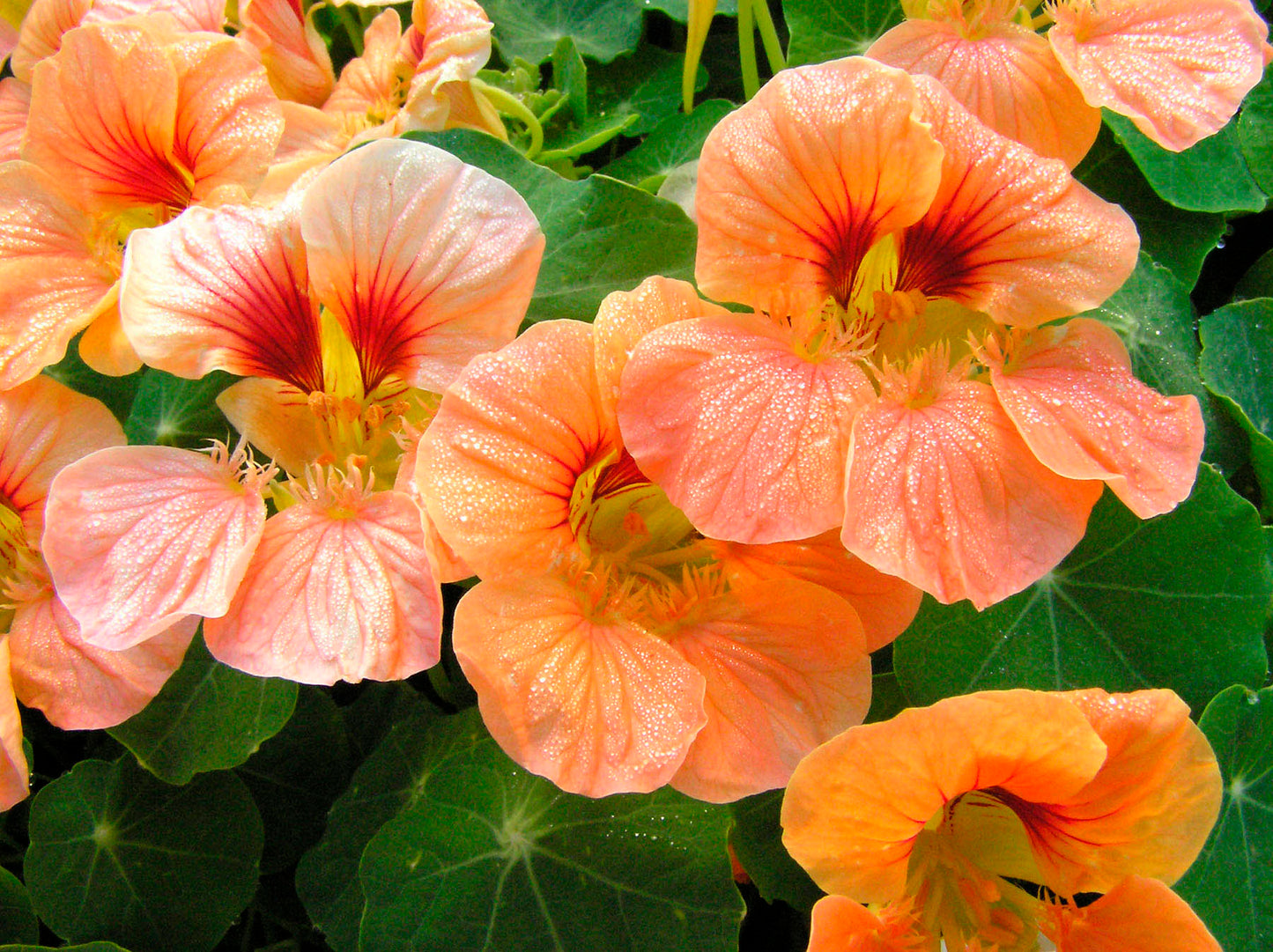 Nasturtiums - Creamsicle - Hummingbird Nasturtiums