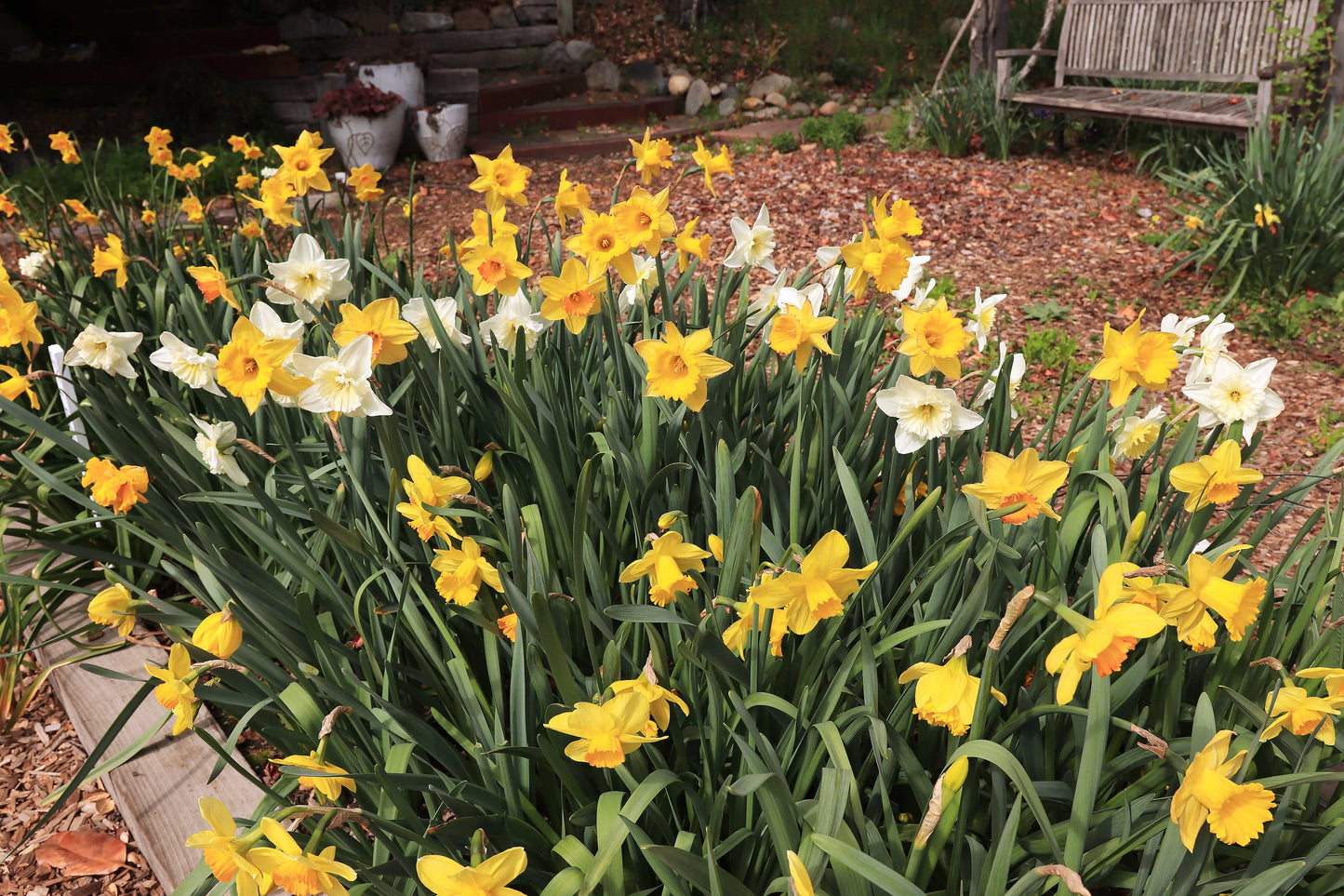 Sunny Daze Naturalizing Mix