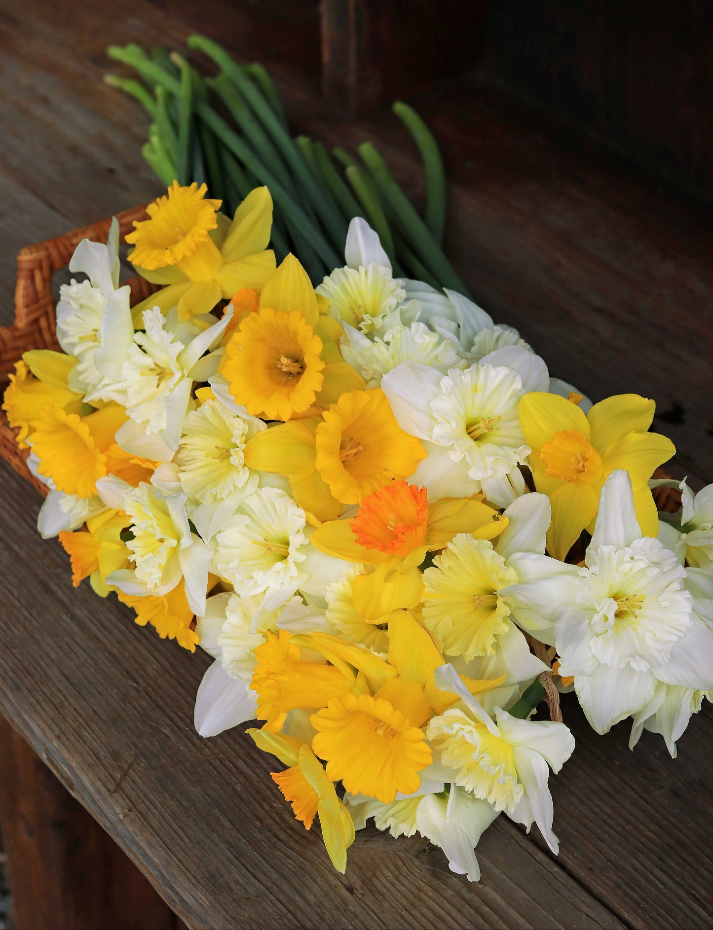 Sunny Daze Naturalizing Mix