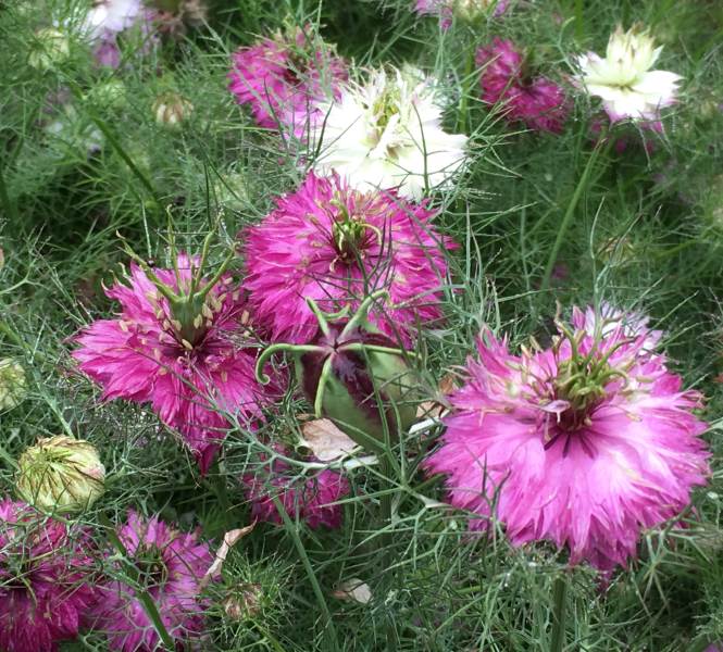 Mulberry Rose Nigella