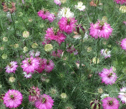 Mulberry Rose Nigella