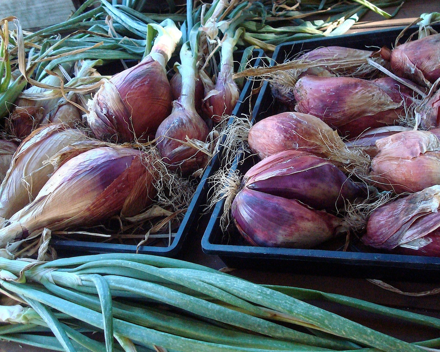 Heirloom Torpedo Onions - Rossa Lunga di Firenze