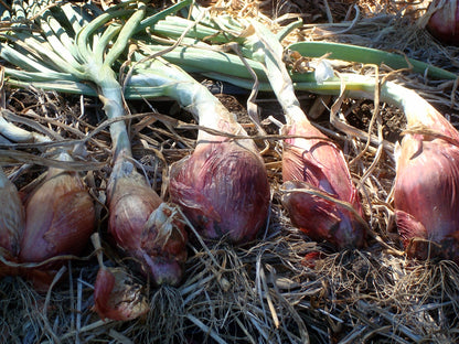 Heirloom Torpedo Onions - Rossa Lunga di Firenze