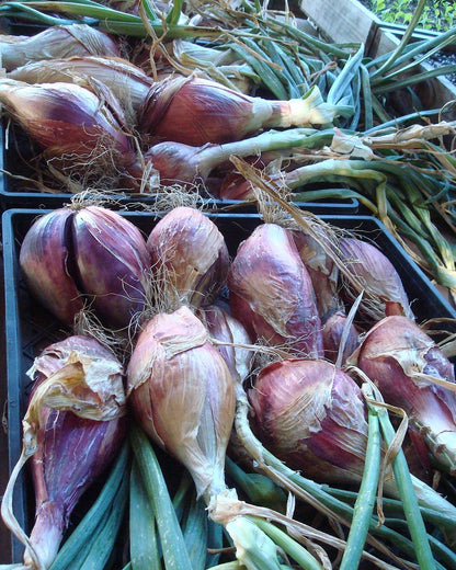 Heirloom Torpedo Onions - Rossa Lunga di Firenze