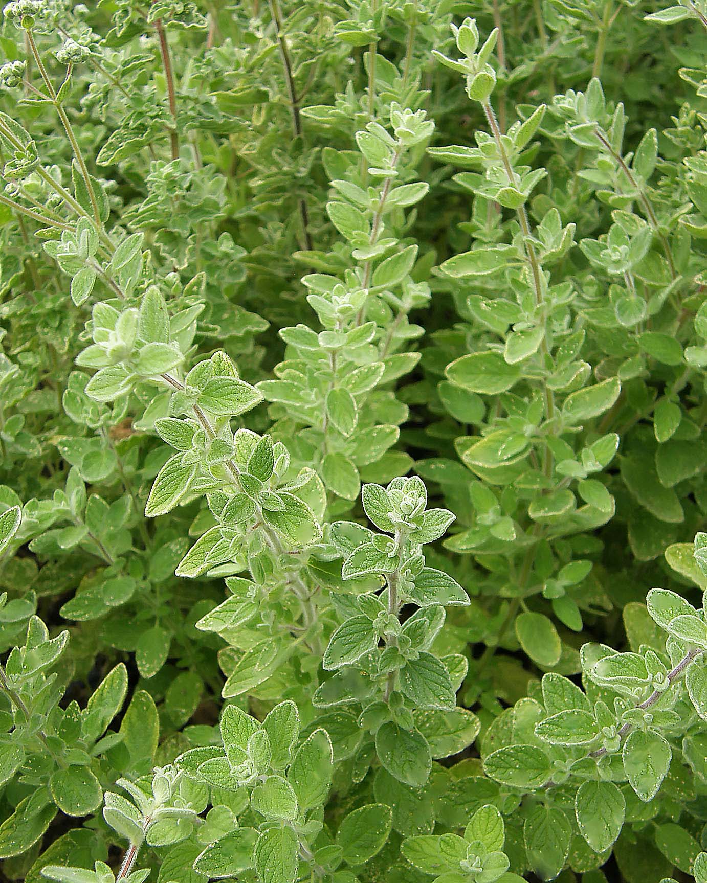 Middle Eastern Oregano - Za'atar Organic