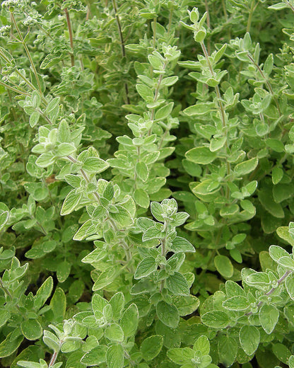 Middle Eastern Oregano - Za'atar Organic