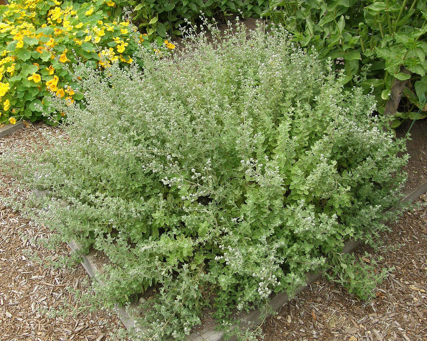 Middle Eastern Oregano - Za'atar Organic