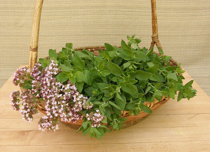 Kitchen Herbs - Heirloom Italian Oregano