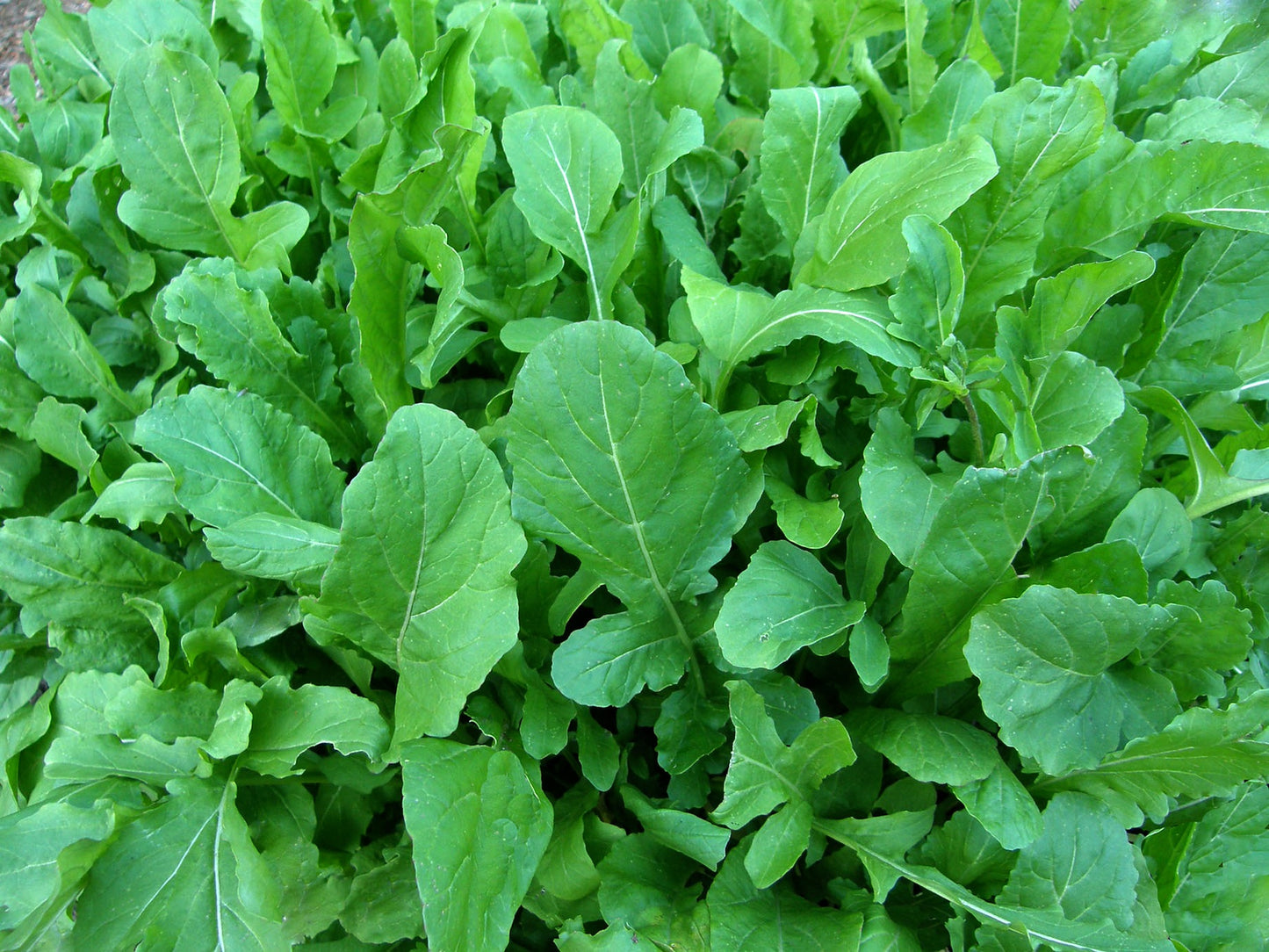 Arugula - True Italian Organic