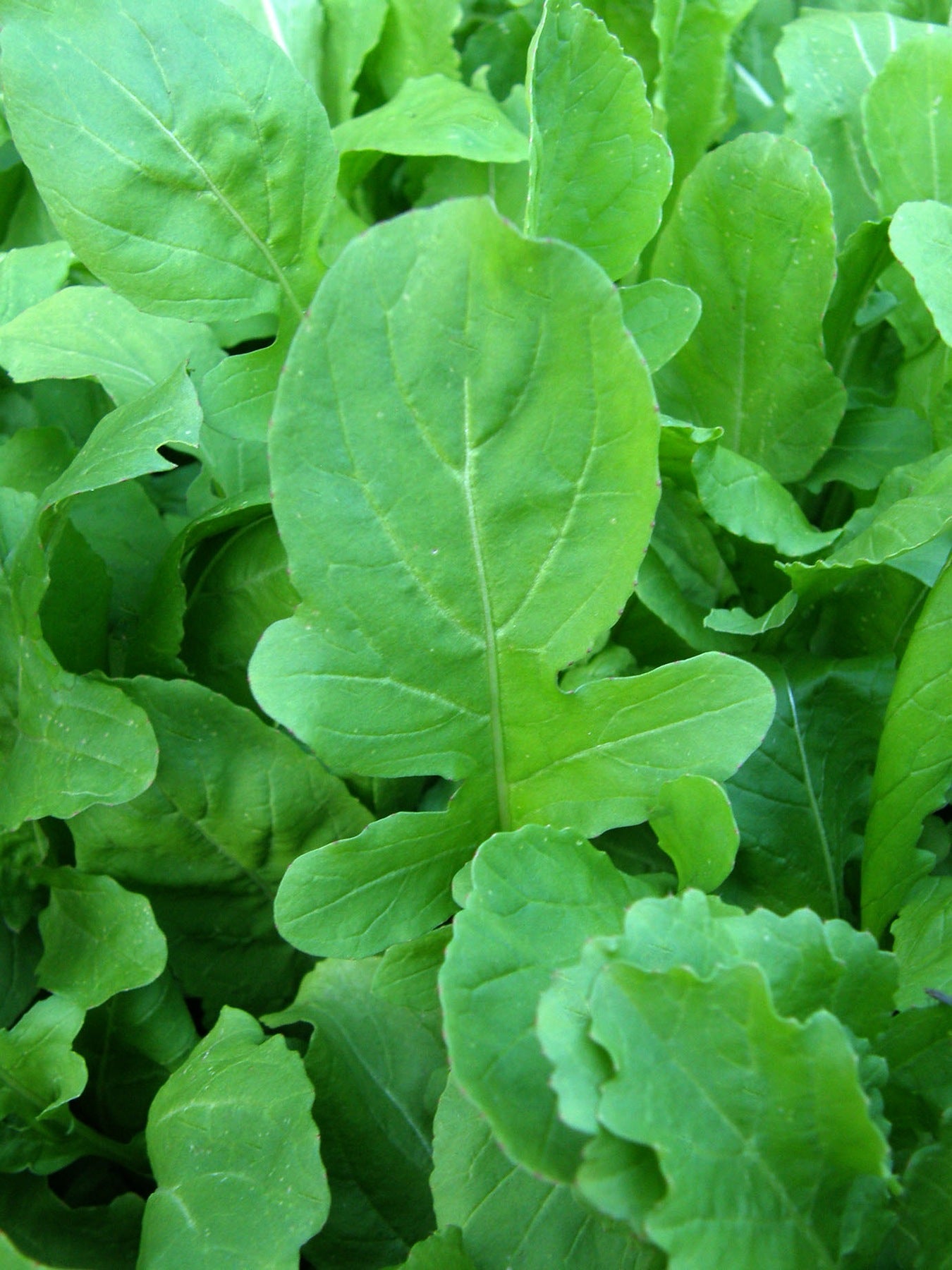 Arugula - True Italian Organic
