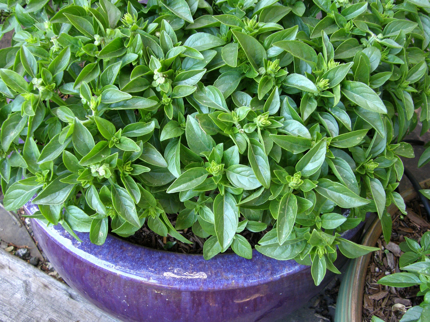 Heirloom Container Basil - Spicy Globe Organic