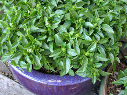 Heirloom Container Basil - Spicy Globe Organic