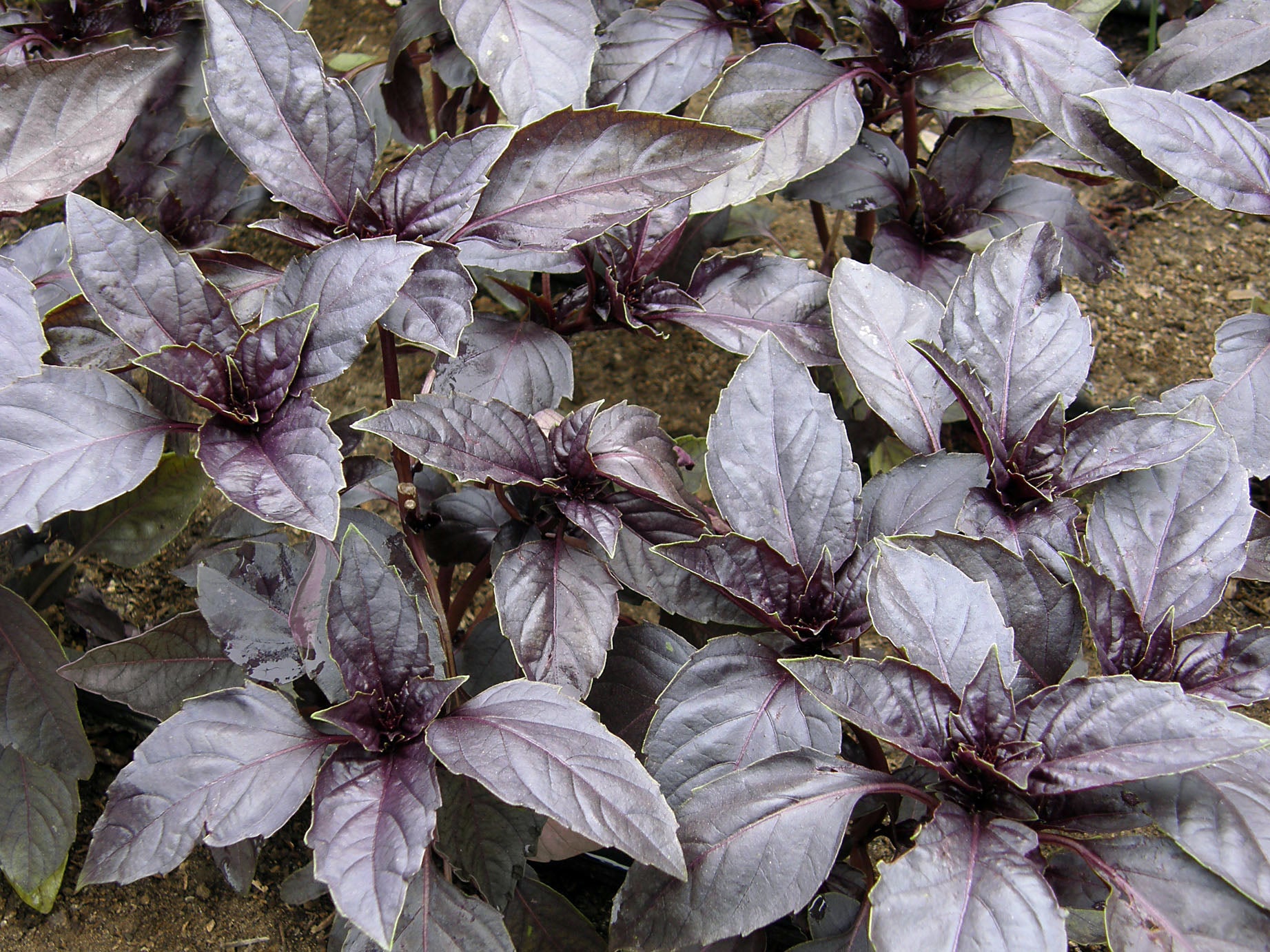 Owls 24k Purple Mist グリーンアサシンダラー　新品　未開封 Purple Opal' Heirloom Basil – Renee's Garden