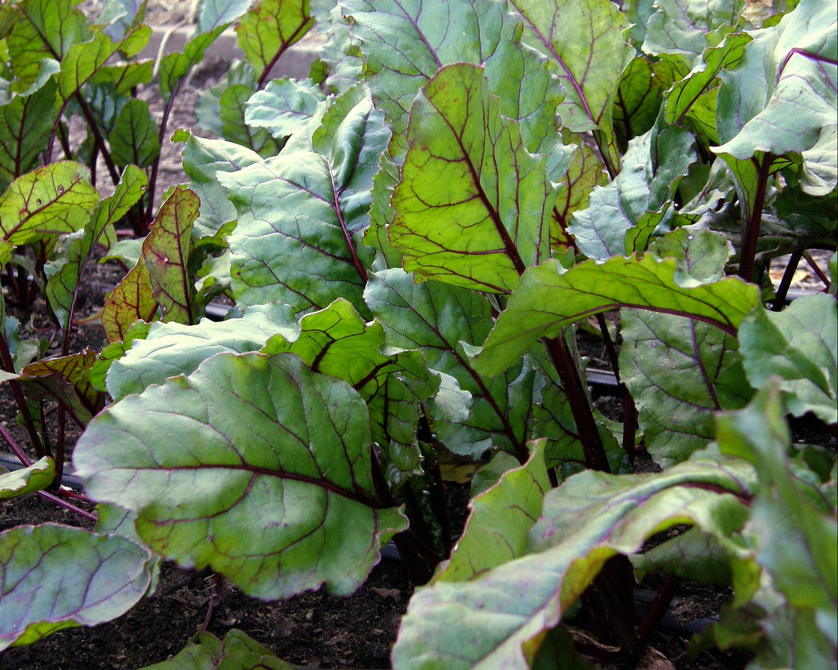 Dutch Beets - Red Baron Organic