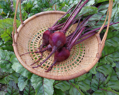 Dutch Beets - Red Baron Organic