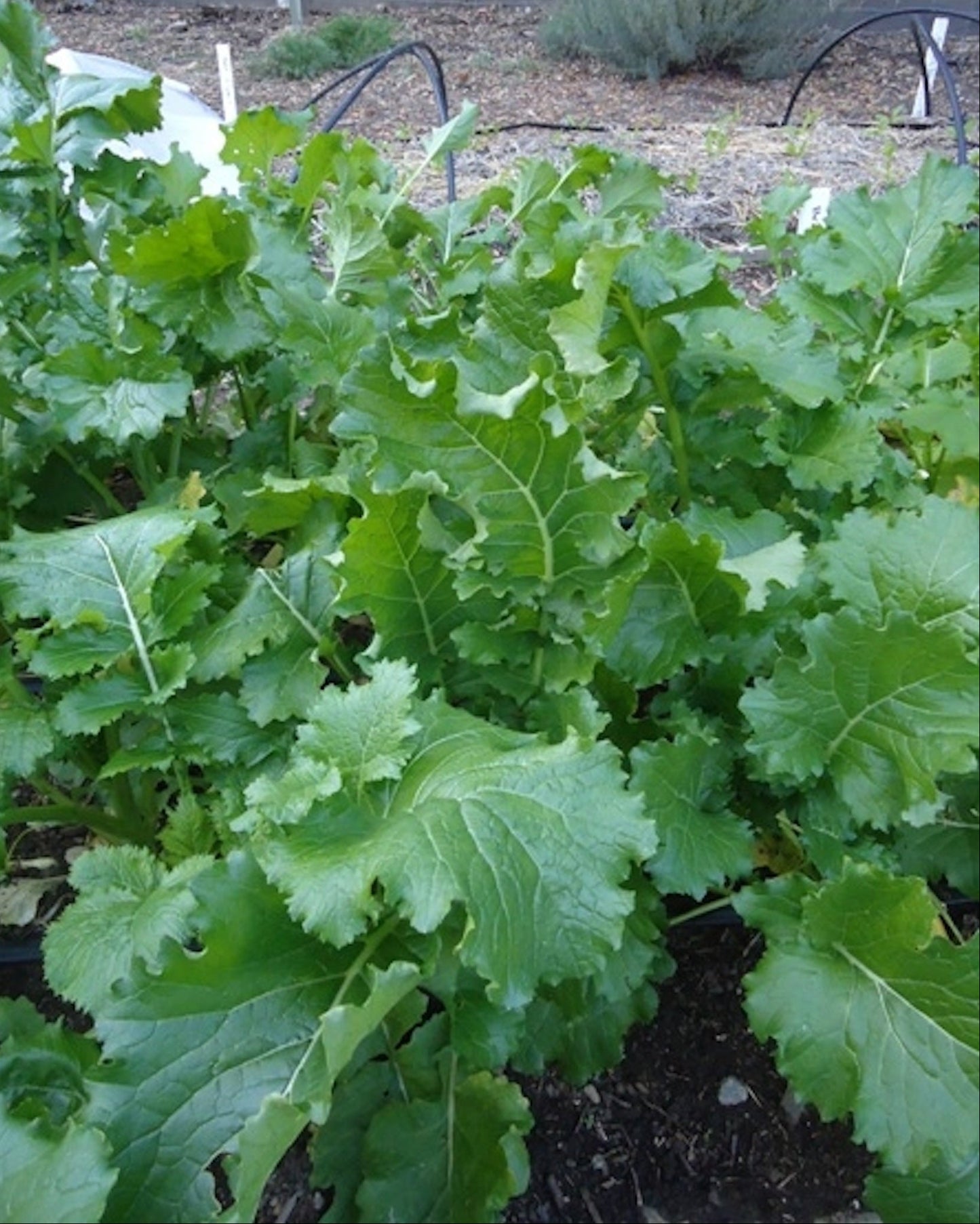 Heirloom Broccoli Raab - Early Rapini Organic
