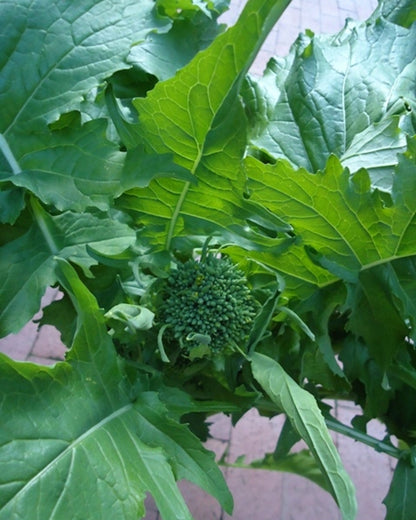 Heirloom Broccoli Raab - Early Rapini Organic