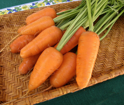 Chantenay Carrots - Short Stuff Organic