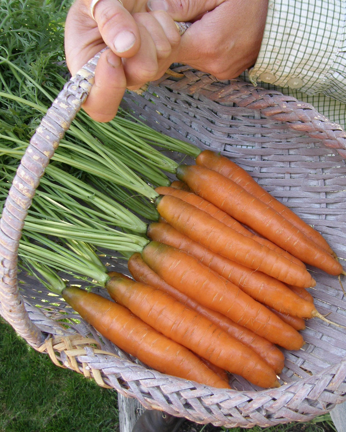 Yaya' Nantes Carrots – Renee's Garden