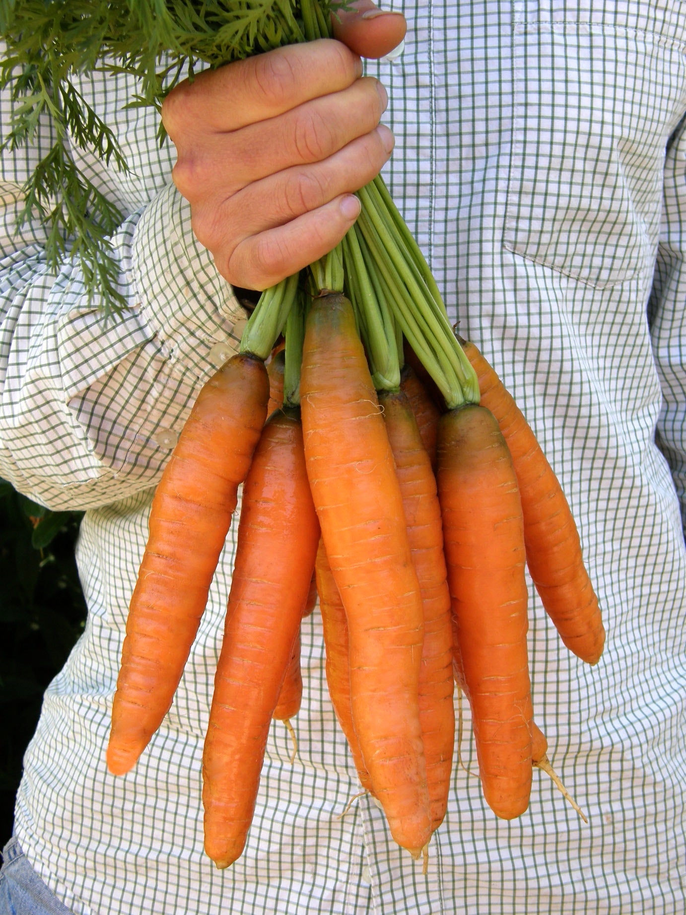 Yaya' Nantes Carrots – Renee's Garden